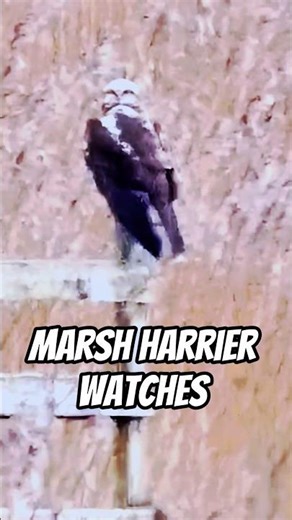 Marsh Harrier Watches #shorts