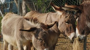 Happy sweet donkeys eating fresh hay on a farm during sunny day,close up tilt up.