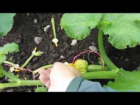 Giant Veg: How to grow and pollinate a marrow
