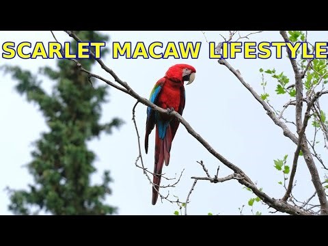 Scarlet Macaw Lifestyle | A Colorful Journey Through the Rainforest #Redparrot
