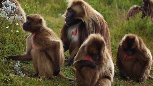 Like us, gelada baboons have adapted to a life mostly spent on the ground. | National Geographic