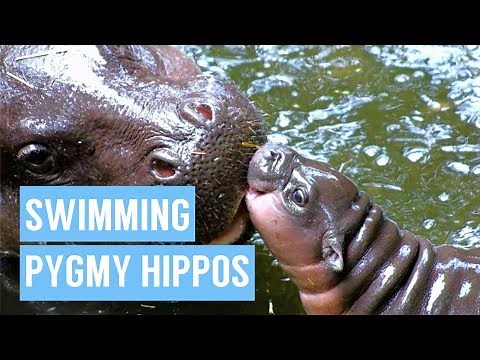 Baby Pygmy Hippo Taking First Swim Compilation