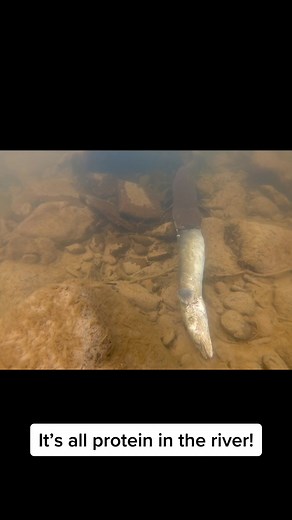 Eel Eats Eel: Nature's Protein Feast