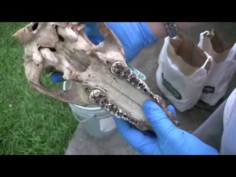 How-to bleach a skull w/ hydrogen peroxide and preserve it