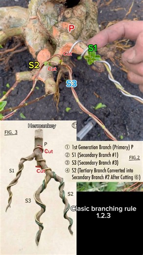 Bonsai branching rule for learning #bonsai #garden #plants #tree #craft #nature