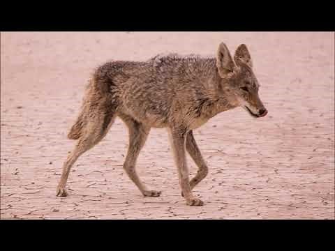 Coyote Calls | Free Sound Effects | Animal Sounds