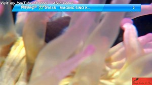 43K views · 897 reactions | Maging sino ka man Karaoke | Sing Like A Pro | Facebook