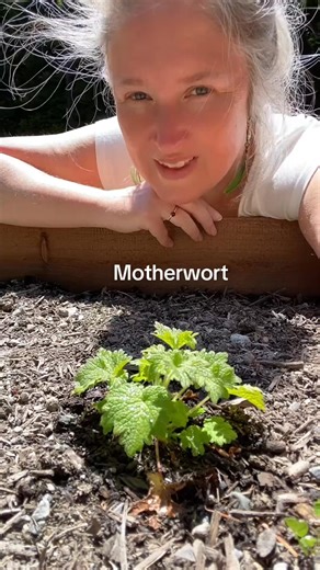 #motherwort An #naturalremedy for #hypertension that feels like grandmother’s hug- firm and loving. Im using it in #middlewordherbs #cardiovascular formula, combined with #hawthorn and #rosehip | Middle World Herbs