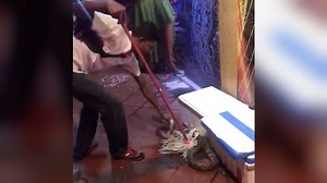 Man uses mop to capture huge snake that's chilling on sidewalk outside nightclub (VIDEO) | Coconuts