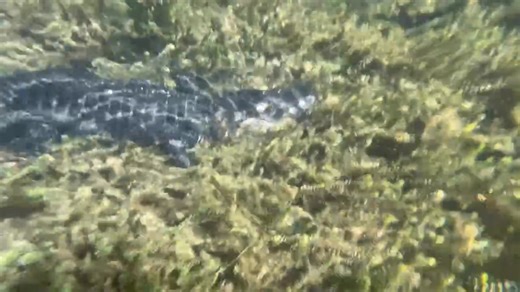 Mike Mcqueary on Reels