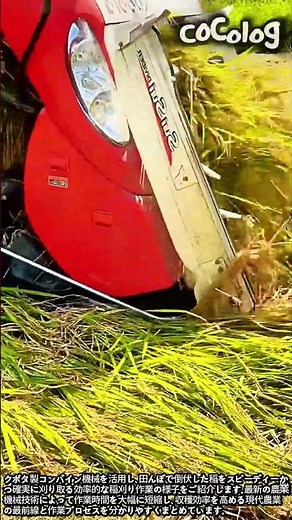 クボタコンバインで倒伏した稲を刈り取る現場 #worker #process #rice #combine #harvest