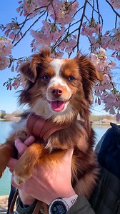 23K views · 488 reactions | Bloom where you are planted… Or go find blossoms somewhere else! Here are highlights from our trip to Washington, DC to see the Cherry Blossoms!  @wildone harness • code EMBER Inspired by @bootscootincrochet #dog #dogsofinstagram #cherryblossom #sakura #australianshepherd #dogreels #doglife | Ember Toy Aussie | Facebook