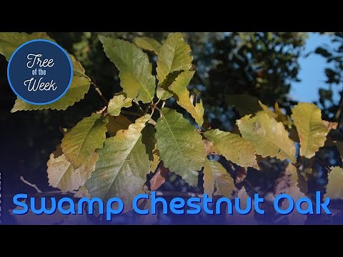 Tree of the Week: Swamp Chestnut Oak