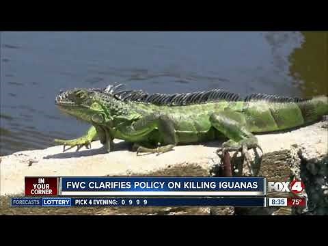 FWC clarifies how to rid your property of Iguanas humanely
