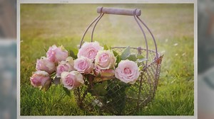 How Much Sun Do Roses Need?