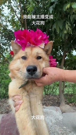 Magic Transformation! Dog Bitten by Sang Biao Blooms into a Big Flower Dog! Ev