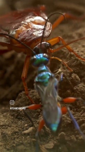 A jewelled cockroach wasp leading a zombified cockroach to her lair.