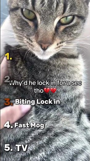Top 5 Cat Locked In