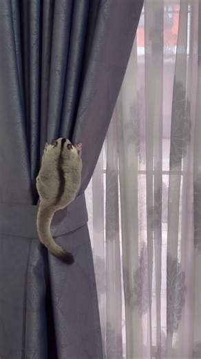 🙈🙈🙈 #lala #sugarglider #kesayangan #peliharaan #cinta