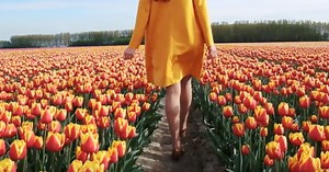 Holland's Tulip Festival Is Acres And Acres Of Kaleidoscope Colors From The Gardens' Millions Of Blooms