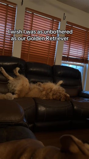 Ugh. #dogs #politics #truth