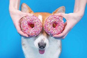 Can Dogs Eat Donuts?