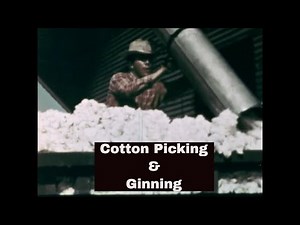 1950s COTTON INDUSTRY & COTTON HARVESTING IN SOUTHERN USA 53994