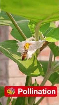 मधुमक्खी pollination kaise karti hai