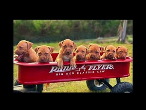 The Complete pitbull breed The real APBT