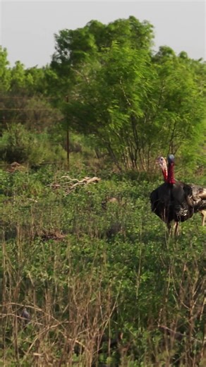 Book Your Spring Turkey Hunt in Texas