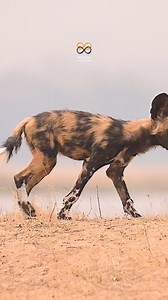 Happy #WorldPaintedDogDay! 🎨🐕 Painted dogs were once found in great numbers in Sub-Saharan Africa. Today the species is classified as endangered, less than 7 000 remain in the wild. They are Southern Africa’s second most endangered carnivore! Major threats to Wild Dogs include the destruction and fragmentation of their habitat which limits their ability to safely find new mates. They are also extremely vulnerable to being caught in poachers’ snares, as well as persecution from farmers and live