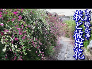 【京都勝念寺】萩と彼岸花