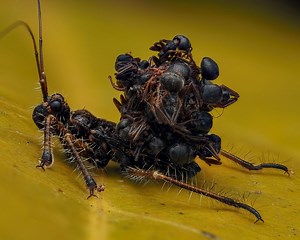 I’m proud to present this assassin bug nymph shot. Hope you like it. FYI, It carries the corpse of its prey as camouflage and a defense mechanism. What a wonderful nature we live in ❤️❤️ EM5 Mark III | 60mm macro V480 | MK diffuser Stacked images, alive subject #OMSystemMy #macrophotography #Stacking #reelschallenge #reelsfypシ | Mior Soleh