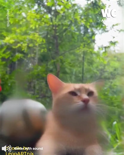 28K views · 650 reactions | Hilarious birds with hands 藍 | Watercooler Animals | Facebook