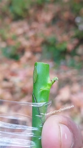 Rose flower grafting techniques #grafting #satisfying | The Farm
