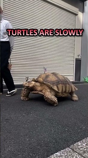 TURTLES ARE SLOW....
