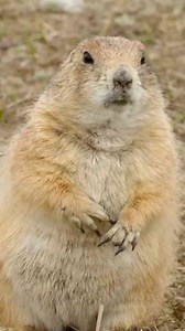 The warming reaction that leaves this creature looking like a pancake