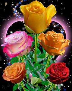 162K views · 26K reactions | Colorful Roses | Roses | Facebook