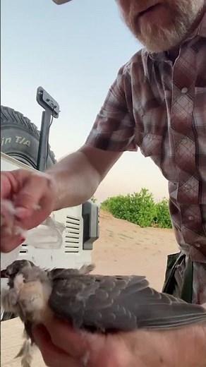 How to quickly field clean a dove!