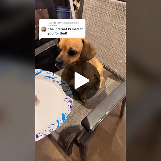 Reply to @kathyschermerhorn #theoneandonlyminion #narrowayhomestead #dogtreats #miniontax #littledog