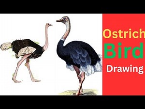 How To Draw An Ostrich Bird|Step by Step Ostrich Bird Sketching|Tanis Artworks|