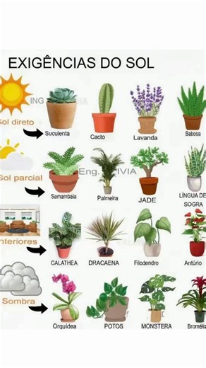REQUISITOS DE LUZ SOLAR DE ACORDO COM O TIPO DE PLANTA 🪴🌱🪻 Suas plantas não estão crescendo bem ou estão murchando sem explicação? Talvez o problema não seja a água, e sim a luz solar! Veja este guia simples para saber onde colocar cada planta conforme sua necessidade de sol: ☀️ Sol direto: Essas plantas precisam de luz solar intensa por várias horas ao dia. Ideais para varandas, terraços ou jardins com sol forte. Exemplos: suculentas, cactos, lavanda e babosa (aloe vera). ⛅ Sol parcial: Gost