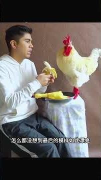 母鸡老来得子，可小鸡刚破壳就奄奄一息，男人只能尽力挽救 #人与动物和谐相处 #人与动物和谐相处 #animals #人類迷惑行為 #人類迷惑行為 #科普