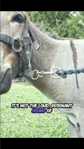 Adorable Baby Donkey Moments