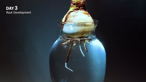 Crazy fast flower growth time-lapse: All it needed was water