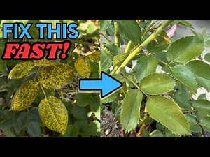How to treat rust on rose leaves