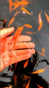 Adding a NEW Japanese Koi Fish To the 1000 gallon Pond