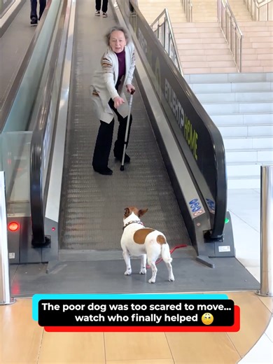 A Heartfelt Story of Humanity and Kindness for a Dog