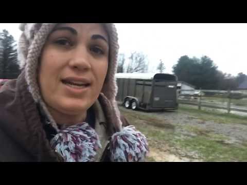 Removing an ear tag from a goat