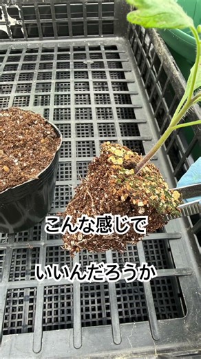 トマト苗鉢上げをしてみました。